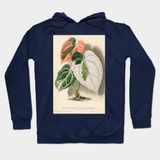 Variegated Anthurium crystallinum - Wiener illustrierte Garten-Zeitung - Botanical Illustration Hoodie